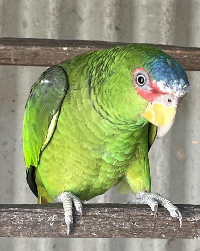 White Front Amazon (nana)
