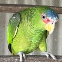 White Front Amazon (nana)