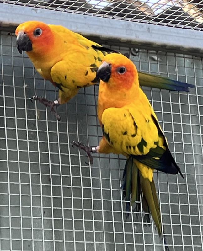 Sun Conure Hens
