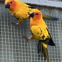 Sun Conure Hens