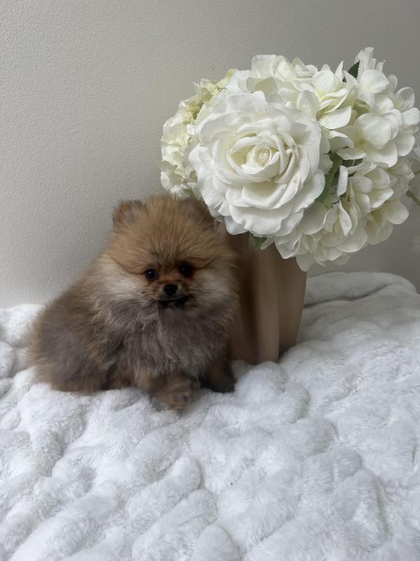 Toy Pomeranian Puppies