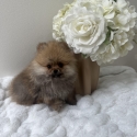 Toy Pomeranian Puppies
