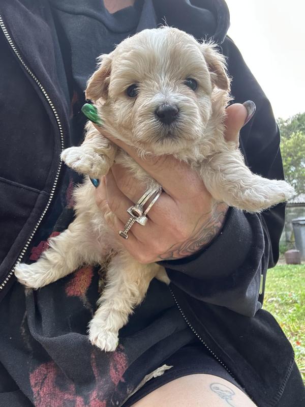 Tiny toy Cavoodles male and female
