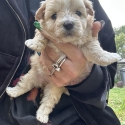 Tiny toy Cavoodles male and female