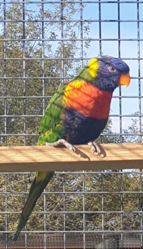 Rainbow lorikeet