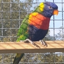 Rainbow lorikeet