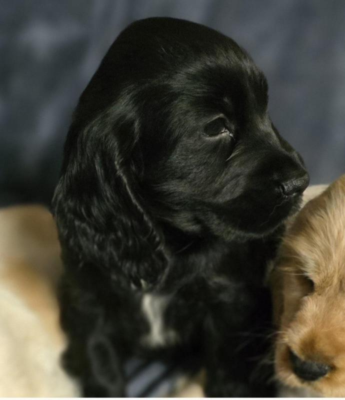 Pure cocker spaniel girl puppy