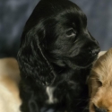 Pure cocker spaniel girl puppy