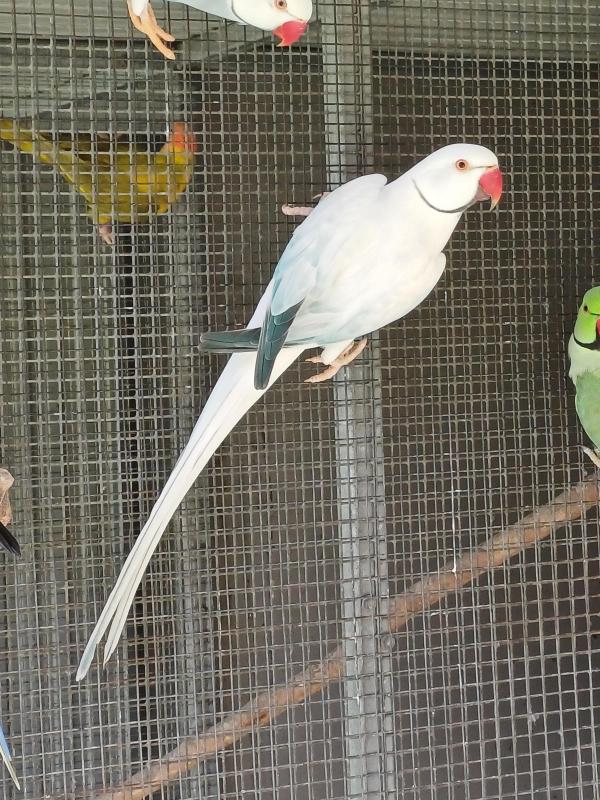 Opaline Cleartail Indian Ringnecks