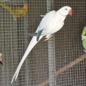 Opaline Cleartail Indian Ringnecks
