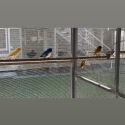 Gloster Cocks