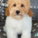 Beautiful Bleheim Cavoodle Boy