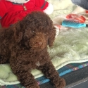 Gorgeous Chocolate Toy Poodles   READY TO GO  Neg.