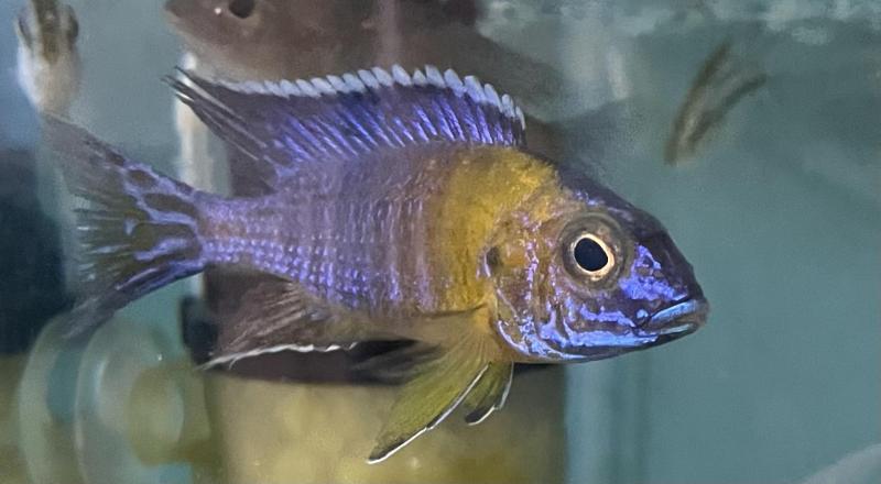 NSW cichlid society major auction