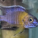 NSW cichlid society major auction
