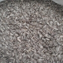 FTC SEEDS SYDNEY SEED RUN Sept
