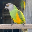 Mature cock Senegal