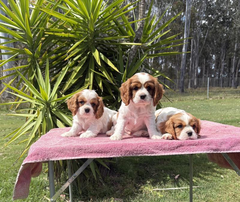 Pure Bred Cavalier King Charles Spaniels
