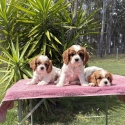 Pure Bred Cavalier King Charles Spaniels