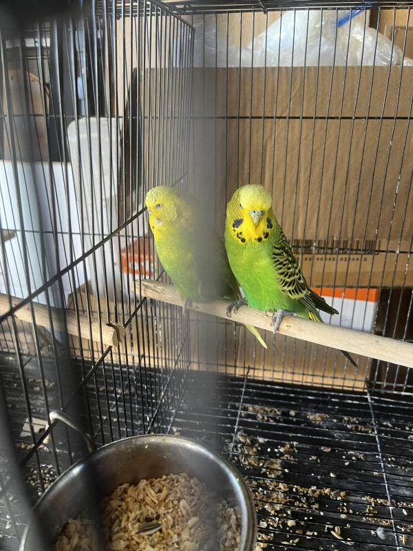Nice budgies, ringneck parrot, lovebirds