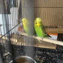 Nice budgies, ringneck parrot, lovebirds