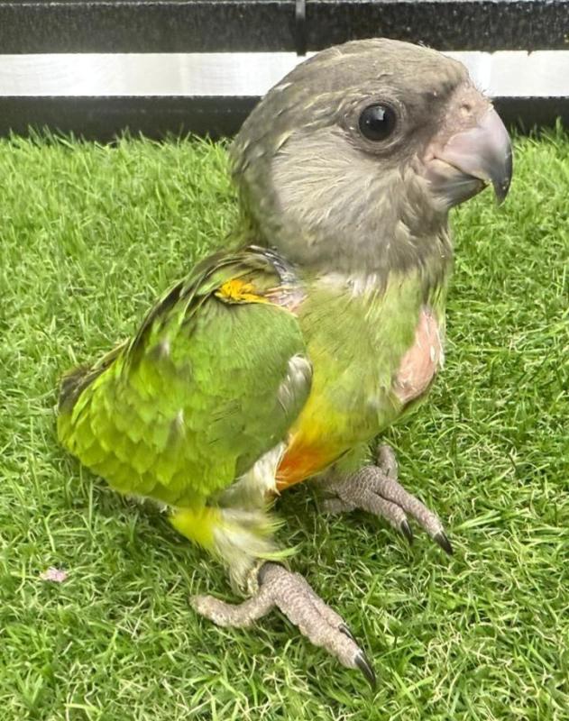 Handraised Senegal parrot