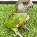 Handraised Senegal parrot