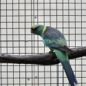 Mallee Ringneck Hen