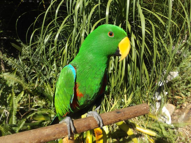 BABY ECLECTUS  HAND RAISED