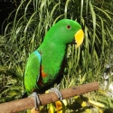 BABY ECLECTUS  HAND RAISED