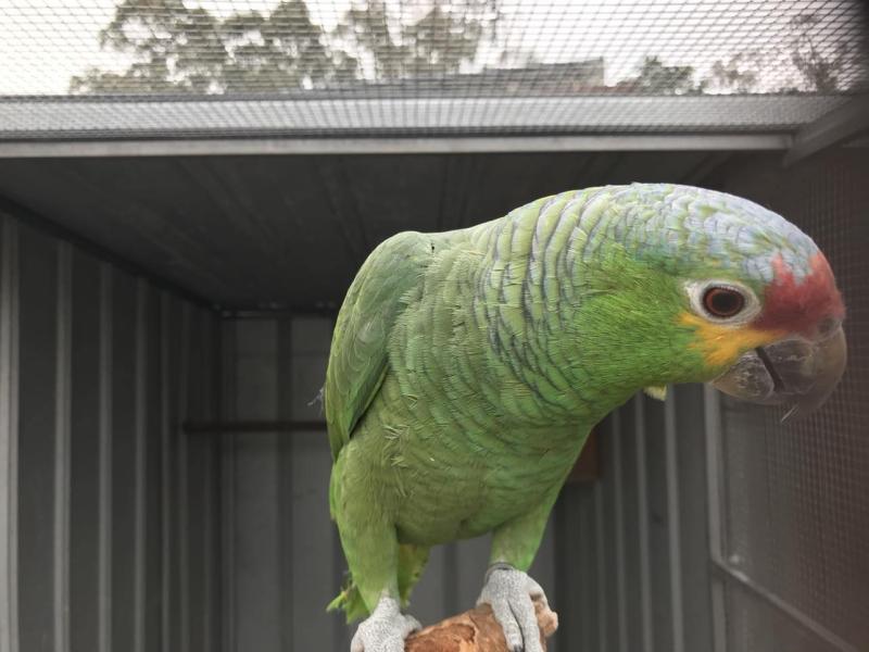 RED LORED AMAZON
