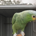 RED LORED AMAZON