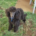 Purebred Toy Poodle male puppy