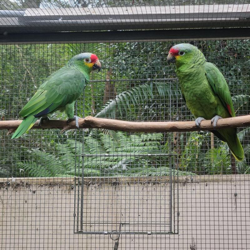 Red-lored amazons
