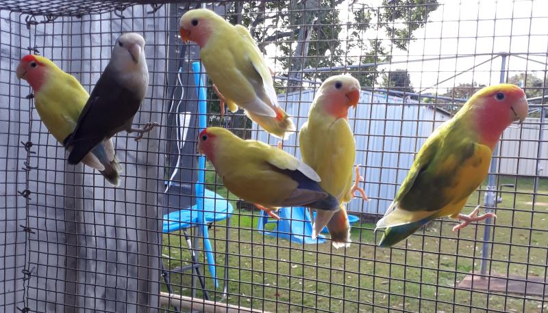 Young Peach face love birds