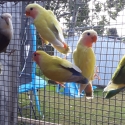 Young Peach face love birds