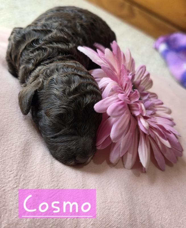 Purebred Toy poodle puppies. Ready in 7 weeks
