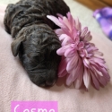 Purebred Toy poodle puppies. Ready in 7 weeks