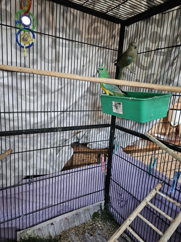 Red rump parrots