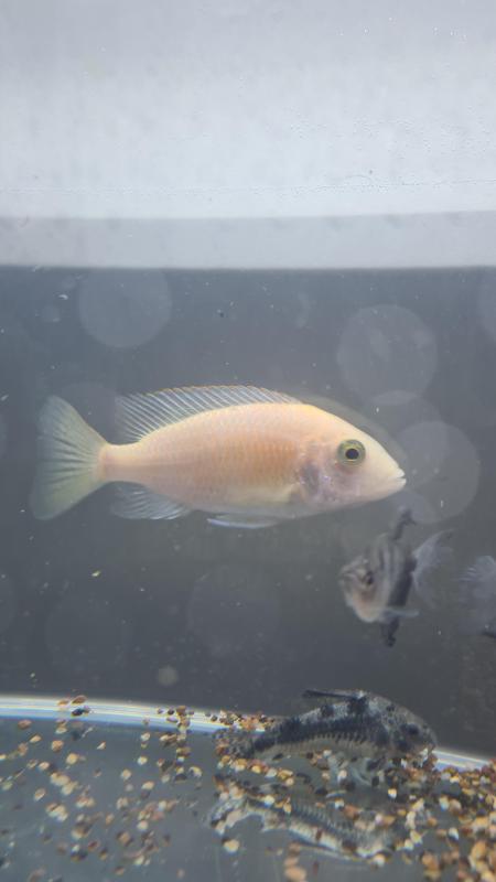 Fishes