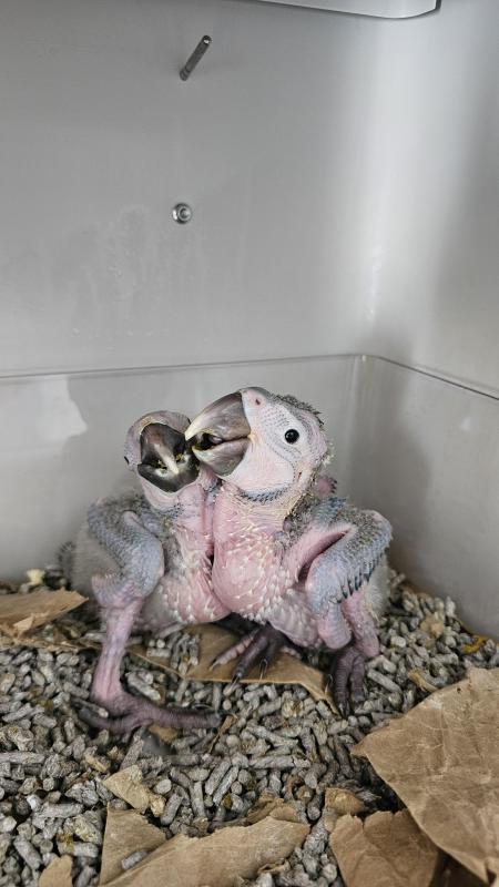 Baby Macaws Blue And Gold