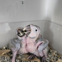 Baby Macaws Blue And Gold