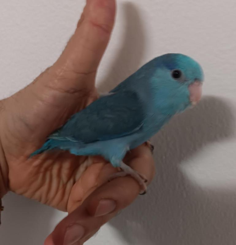 Baby parrotlet hand raised.