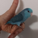 Baby parrotlet hand raised.