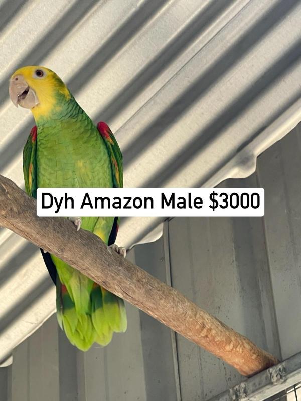 Yellow Naped, DYH , Cuban Amazon