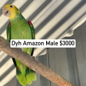 Yellow Naped, DYH , Cuban Amazon