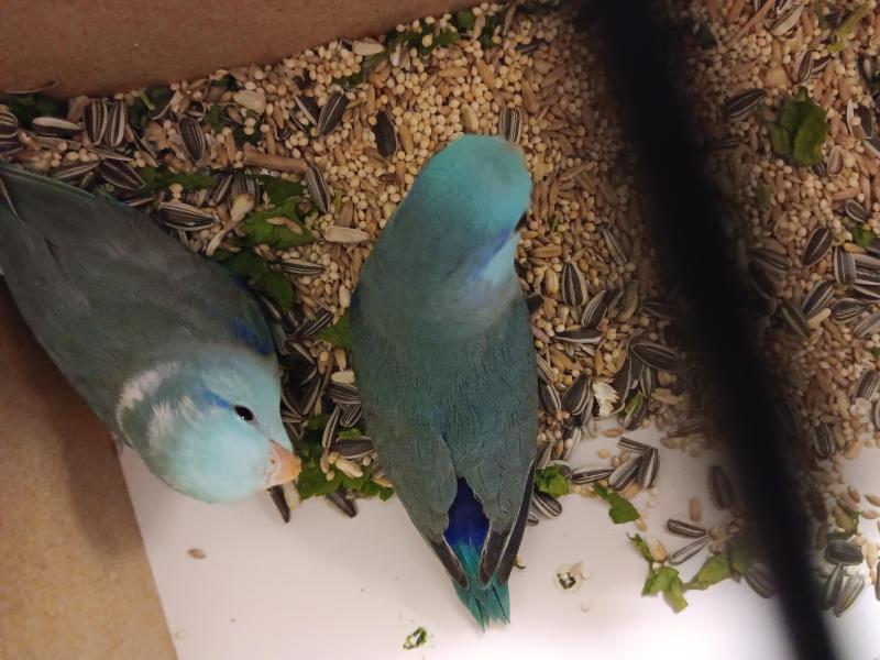 Baby parrotlet hand raised.