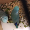 Baby parrotlet hand raised.