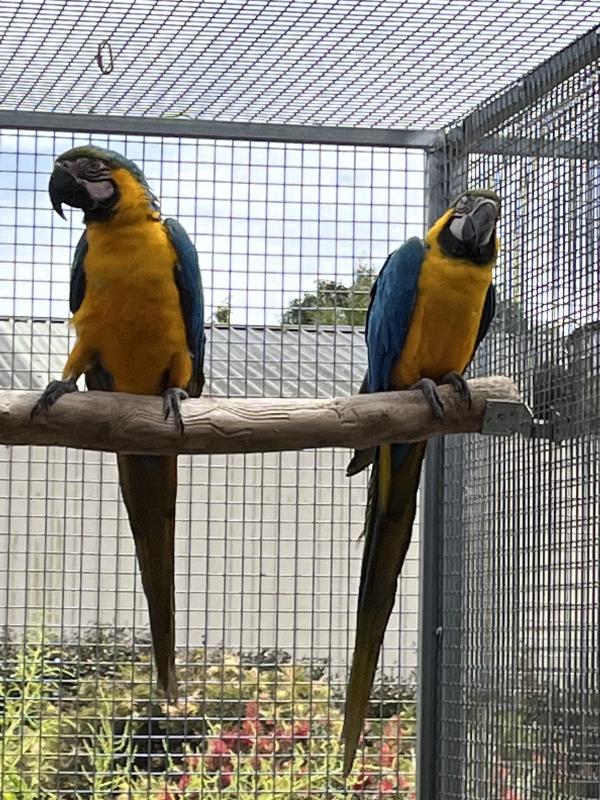 A Pair of Blue&Gold Macaws