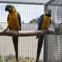 A Pair of Blue&Gold Macaws